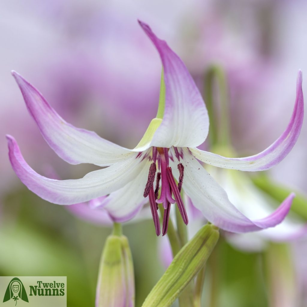 Erythronium 'Harvington Elizabeth’