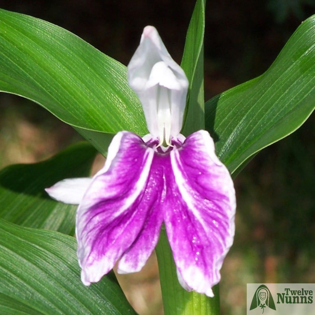 Roscoea purpurea ‘Wisley Amethyst’