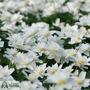 Clumps of Anemone nemorosa 'Vestal' AGM