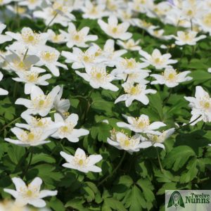 Clumps of Anemone nemorosa 'Wisley Selection' AGM