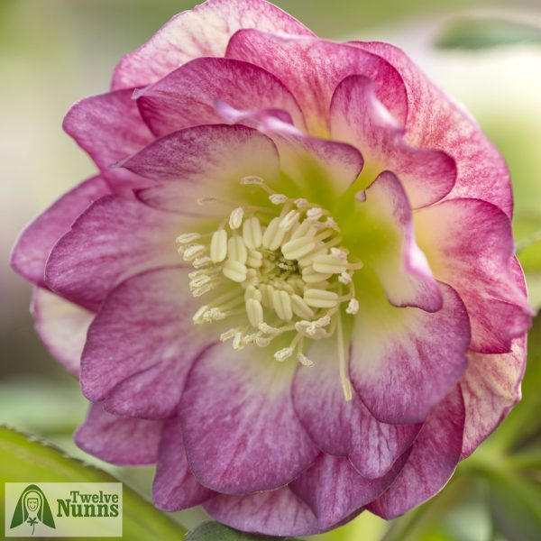 Helleborus x hybridus 'Harvington Double Blush'