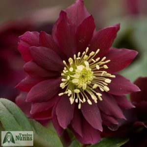 Helleborus x hybridus 'Harvington Double Chocolate'