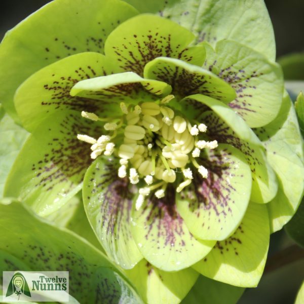 Helleborus x hybridus 'Harvington Double Green Speckled'