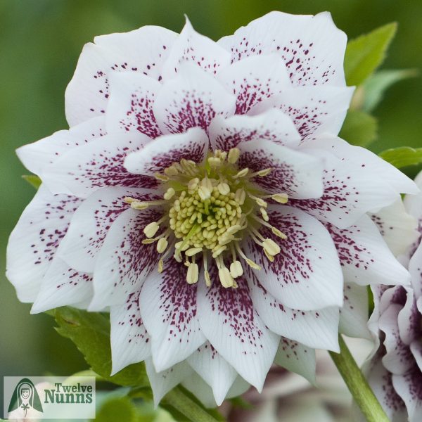 Helleborus x hybridus 'Harvington Double Lilac Speckled'