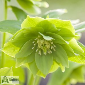 Helleborus x hybridus 'Harvington Double Lime'