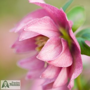 Helleborus x hybridus 'Harvington Double Pink'