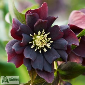 Helleborus x hybridus 'Harvington Double Purple Cascade'