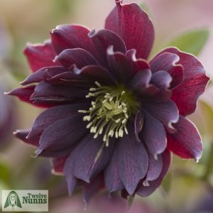 Helleborus x hybridus 'Harvington Double Purple'