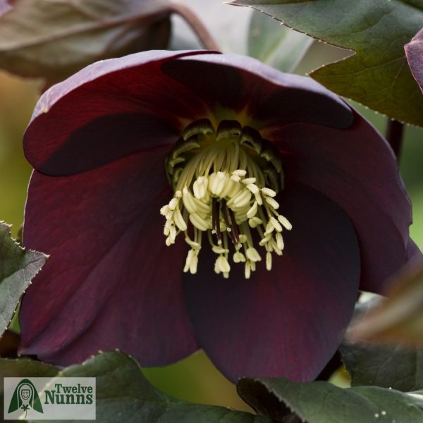 Helleborus x hybridus 'Harvington Single Shades of Night'