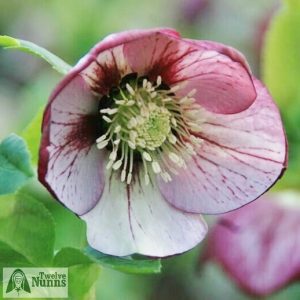 Helleborus x hybridus 'Harvington Single Picotee'