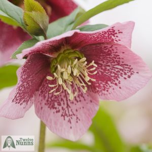 Helleborus x hybridus 'Harvington Single Pink Speckled'