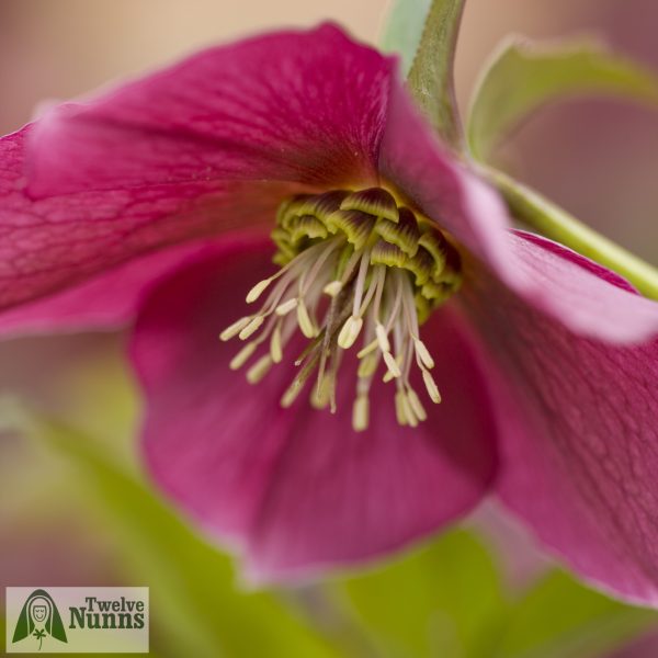 Helleborus x hybridus 'Harvington Single Red'