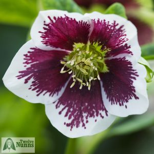 Helleborus x hybridus 'Harvington Single White Speckled'