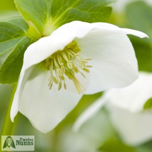 Helleborus x hybridus 'Harvington Single White'