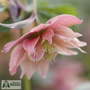 Helleborus x hybridus 'Harvington Double Apricot'