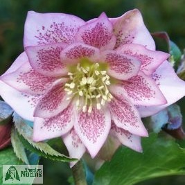 Helleborus x hybridus 'Harvington Double Pink Speckled'