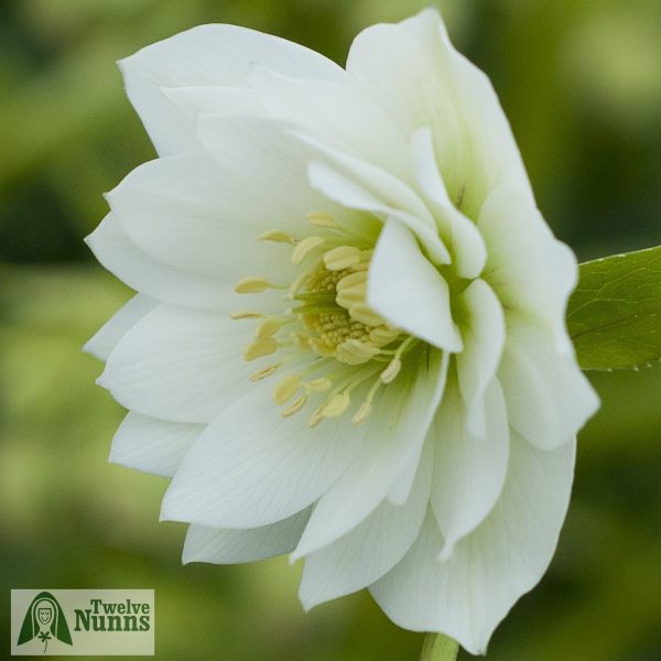 Helleborus x hybridus 'Harvington Double White'