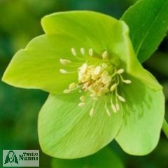 Helleborus x hybridus 'Harvington Single Lime'