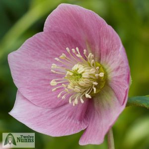 Helleborus x hybridus 'Harvington Single Pink'