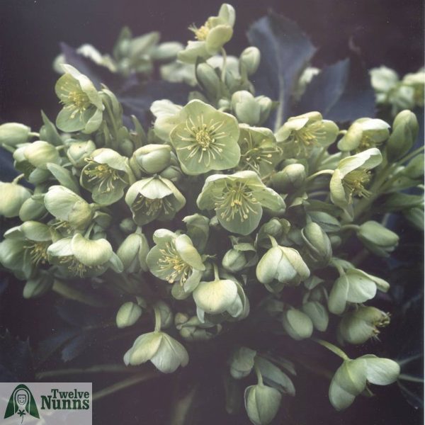 Helleborus argutifolius AGM