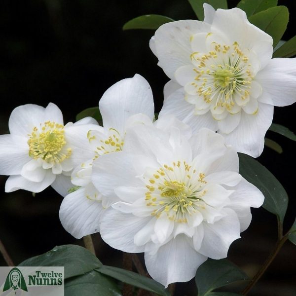 Helleborus niger 'Harvington Double Petticoat'