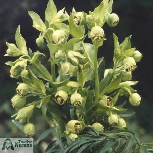 Helleborus foetidus AGM