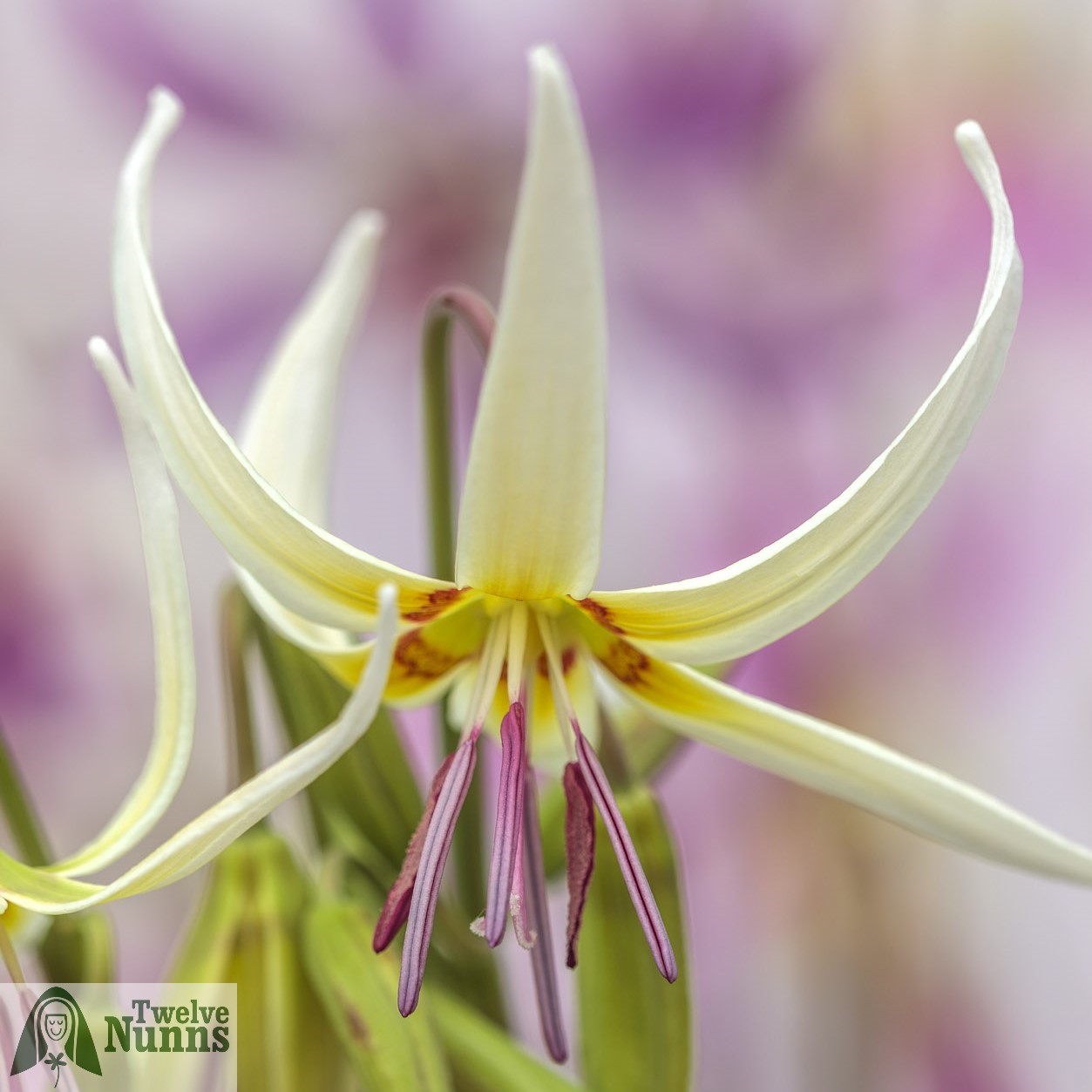 Erythronium 'Harvington Imogen’