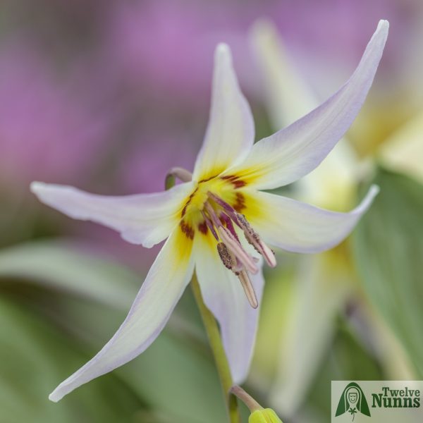 Erythronium 'Harvington Lilli’