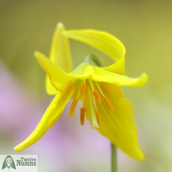 Erythronium 'Harvington Sunshine’