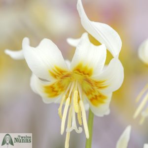 Erythronium californicum 'Harvington Snowgoose’