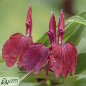 Roscoea ‘Harvington Mary’