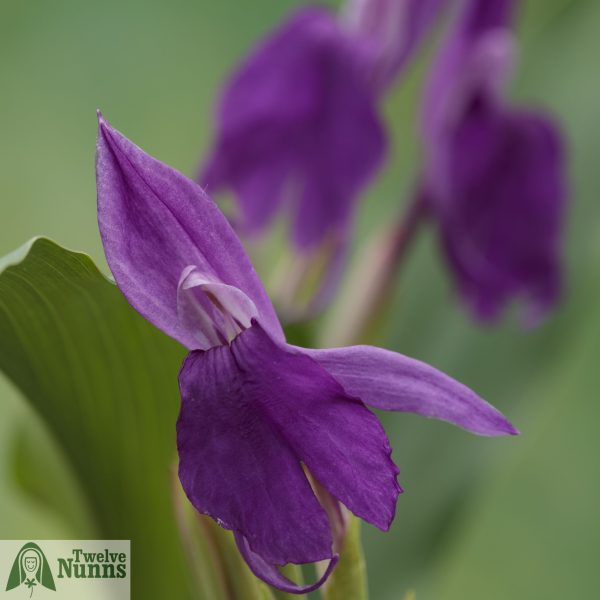 Roscoea ‘Harvington Summer Deep Purple’