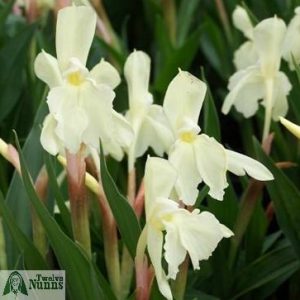 Roscoea cautleyoides