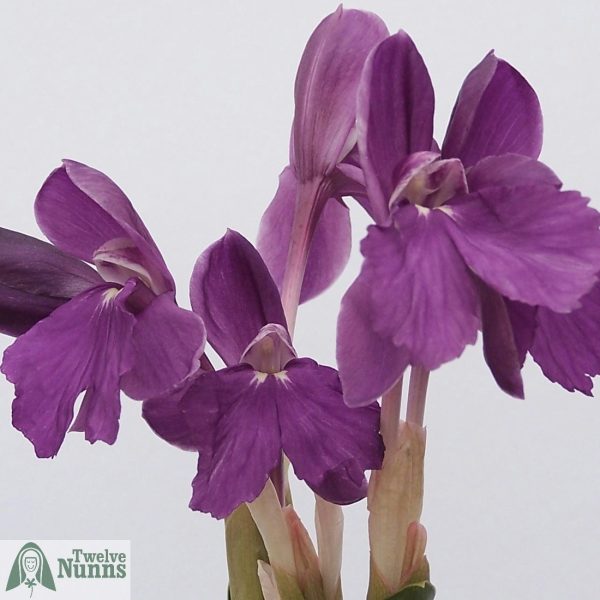 Roscoea humeana ‘Purple Form’