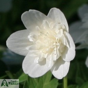 Anemone nemorosa 'Vestal' AGM