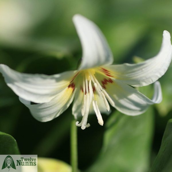 Erythronium californicum 'White Beauty'