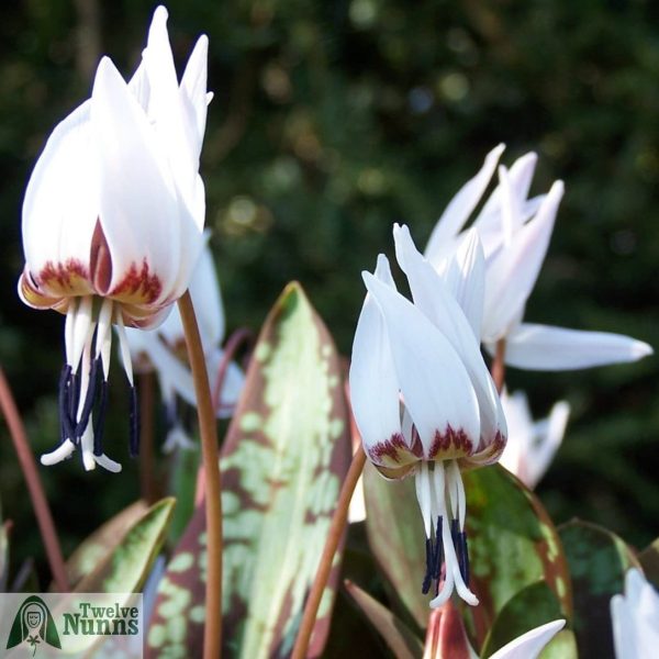 Erythronium dens-canis ‘Snowflake’