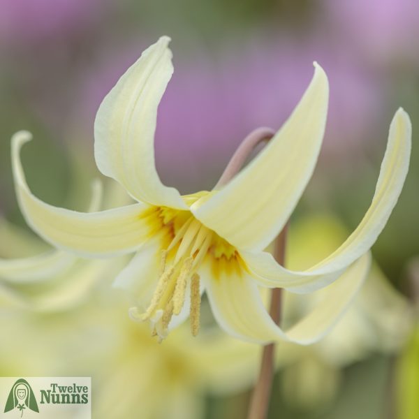 Erythronium oregonum