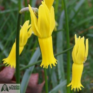 Narcissus cyclamineus AGM