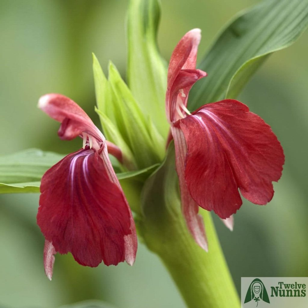 Roscoea 'Harvington Bethany'