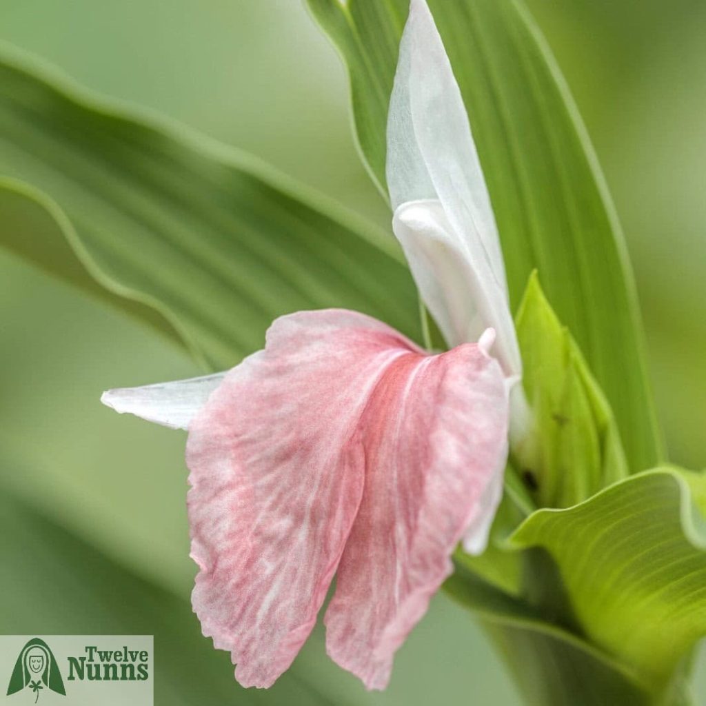 Roscoea 'Harvington Rose'