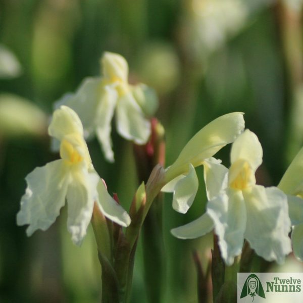 Roscoea cautleyoides 'Jeffrey Thomas' AGM