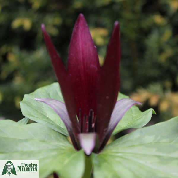 Trillium chloropetalum