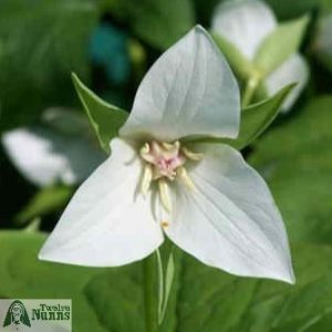 Trillium flexipes 'Harvington Selection'