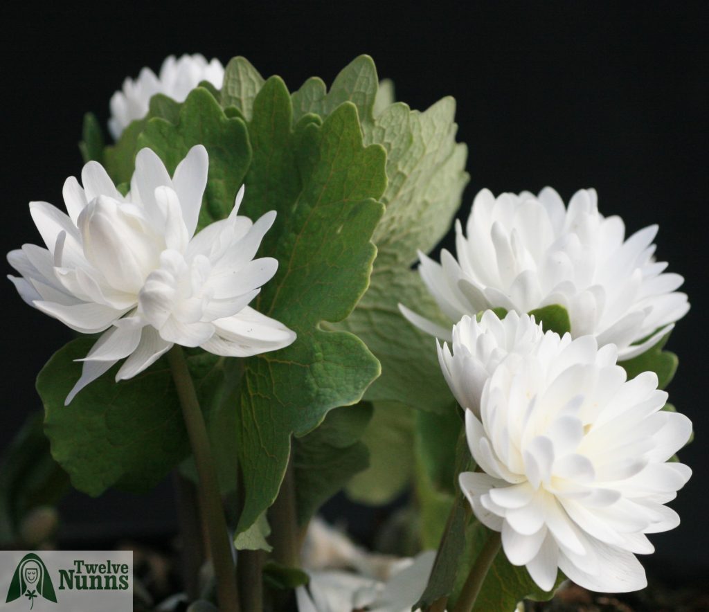 Sanguinaria canadensis multiplex ‘Plena’ AGM