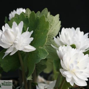 Sanguinaria canadensis multiplex ‘Plena’ AGM