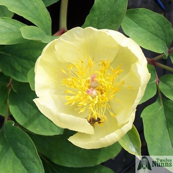 Paeonia mlokosewitchii 'Molly the Witch'