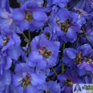 Delphinium 'Bruce' AGM