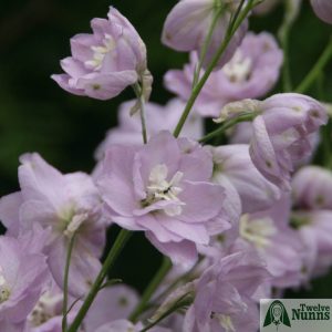 Delphinium 'Cherub' AGM buy at Twelve Nunns Nursery