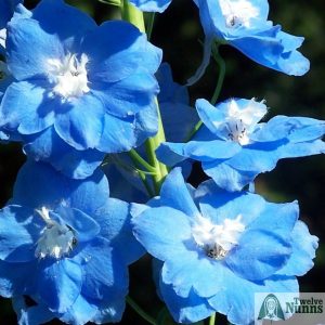 Delphinium Clifford Sky AGM buy from Twelve Nunns